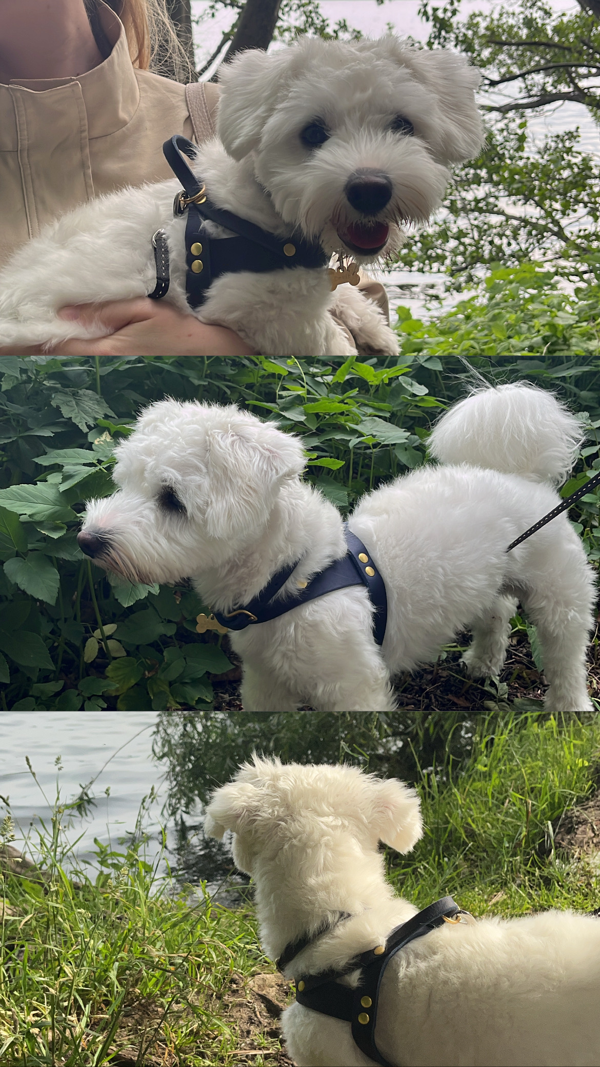 billede af hvid hund i naturen